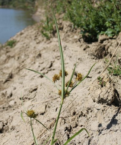 Cyperus glomeratus, photographed by Юрий Данилевский (Yuriy Danilevsky)