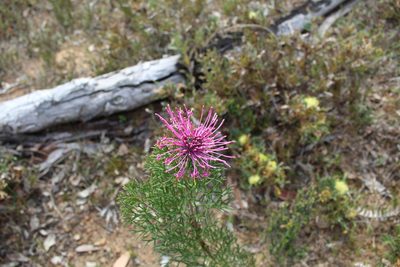 Isopogon formosus, photographed by Em Lamond