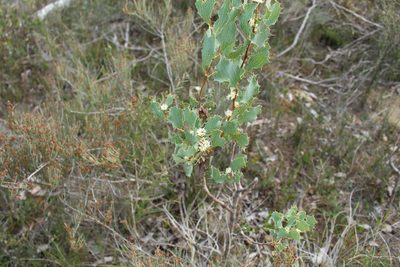 Hakea undulata, photographed by Em Lamond