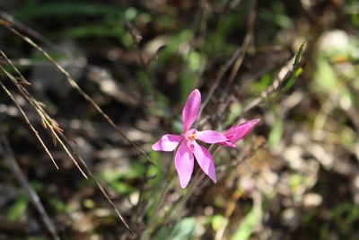 Caladenia reptans, photographed by Em Lamond