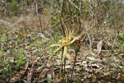 Caladenia straminichila, photographed by Em Lamond