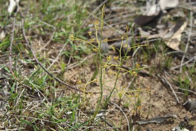 Drosera gigantea, photographed by Em Lamond