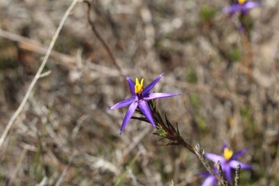 Calectasia demarzii, photographed by Em Lamond