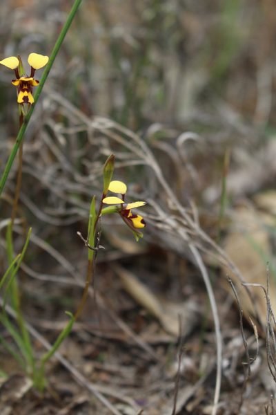 Diuris laxiflora, photographed by Em Lamond
