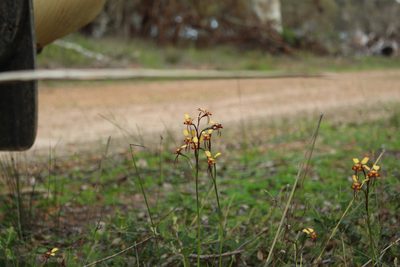 Diuris porrifolia, photographed by Em Lamond