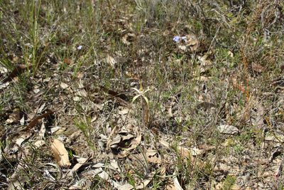 Caladenia straminichila, photographed by Em Lamond