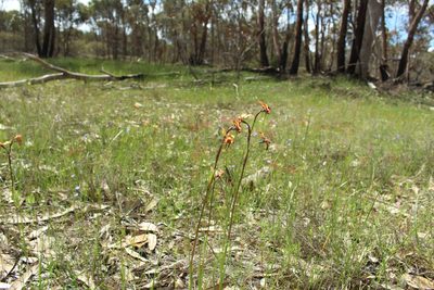 Diuris porrifolia, photographed by Em Lamond
