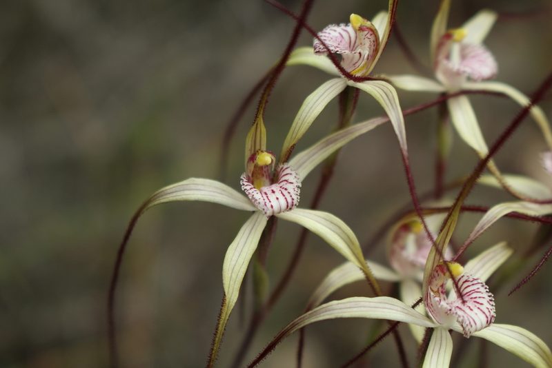 Caladenia straminichila, photographed by Em Lamond