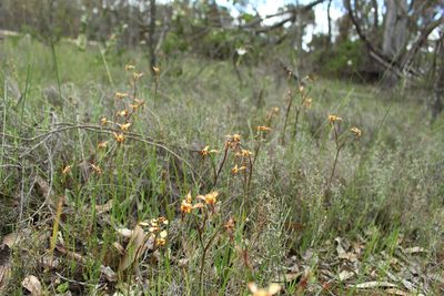 Diuris porrifolia, photographed by Em Lamond