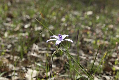 Caladenia sericea, photographed by Em Lamond