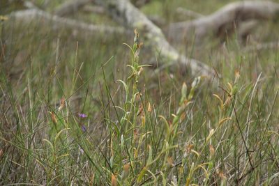 Pterostylis recurva, photographed by Em Lamond