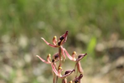 Caladenia cairnsiana, photographed by Em Lamond
