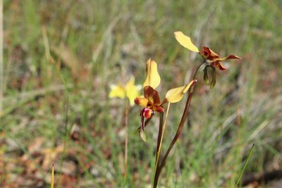 Diuris corymbosa, photographed by Em Lamond