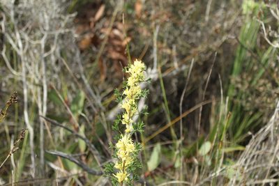 Petrophile squamata, photographed by Em Lamond