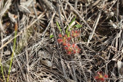 Drosera verrucata, photographed by Em Lamond