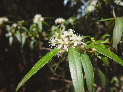 Nematolepis squamea, photographed by Kiri Bee