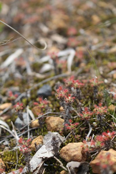 Drosera verrucata, photographed by Em Lamond