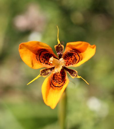 Moraea tulbaghensis, photographed by Cecile Roux