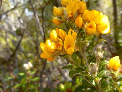 Oxylobium ellipticum, photographed by Kiri Bee
