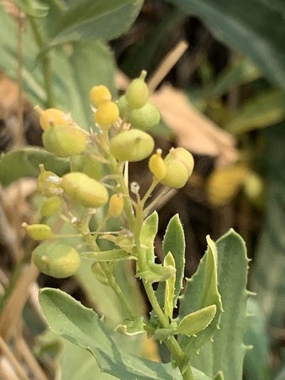 Lepidium chalepense, photographed by Leah Gardner