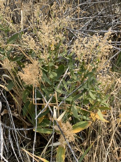 Lepidium chalepense, photographed by Leah Gardner