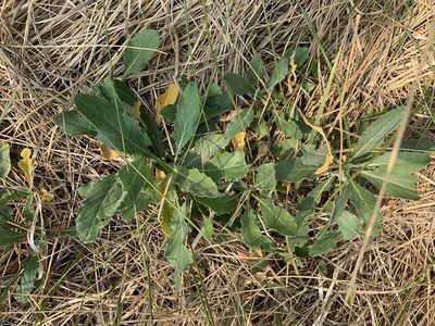 Lepidium chalepense, photographed by Leah Gardner