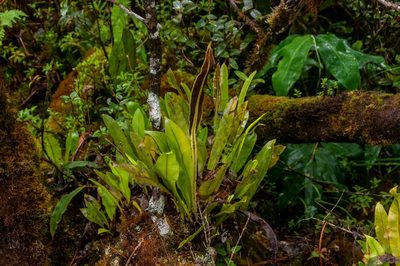 Elaphoglossum crassicaule, photographed by Niki Robertson