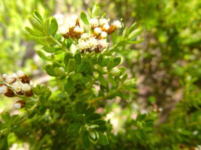 Ozothamnus ledifolius, photographed by Kiri Bee