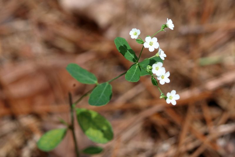 Euphorbia pubentissima, photographed by Lauren McLaurin