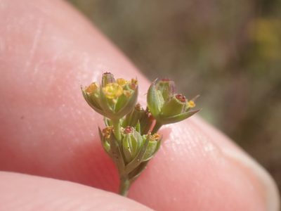 Bupleurum tenuissimum, photographed by Robert H. Wardell