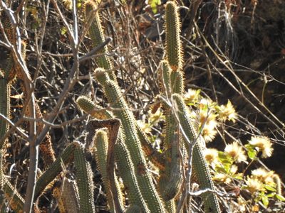 Cleistocactus parviflorus, photographed by Naturalist Tours