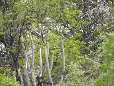 Cleistocactus parviflorus, photographed by Naturalist Tours