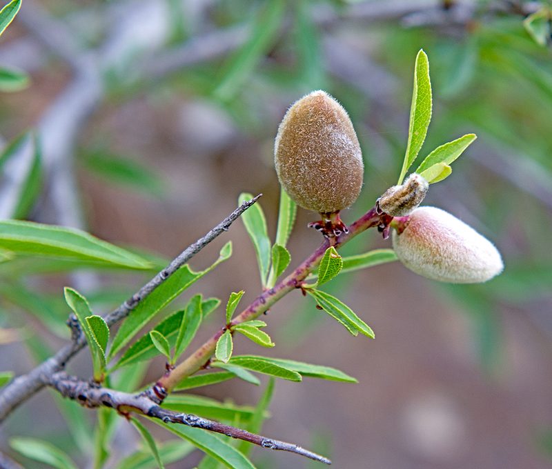 Prunus webbii, photographed by katunchik