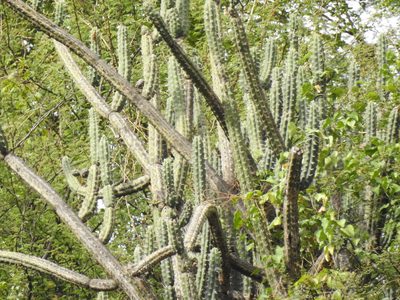 Harrisia tetracantha, photographed by Naturalist Tours