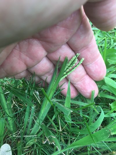 Paspalum laeve, photographed by Daniel Atha