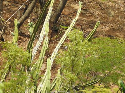 Cereus hankeanus, photographed by Naturalist Tours