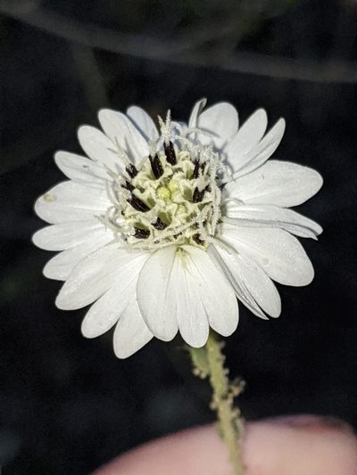 Blepharizonia laxa, photographed by Alex Heyman