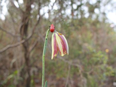 Fritillaria lusitanica, photographed by Cristina Villaverde