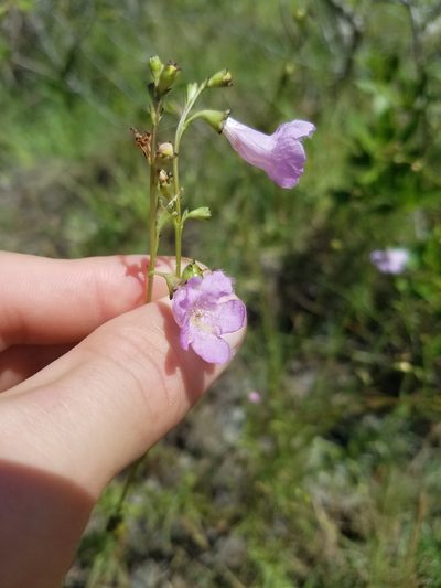 Agalinis maritima, photographed by Scott Ward