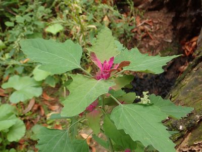 Chenopodium giganteum, photographed by Alexis Tinker-Tsavalas