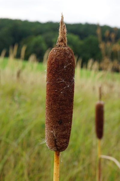 Typha shuttleworthii, photographed by Patrick Hacker