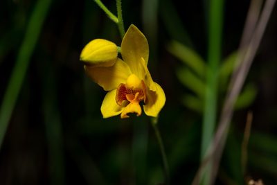 Spathoglottis pubescens, photographed by Lawrence Hylton