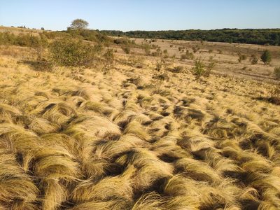 Stipa tirsa, photographed by Denys Vynokurov