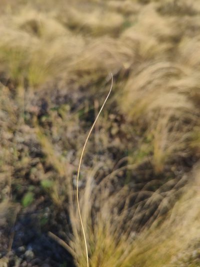 Stipa tirsa, photographed by Denys Vynokurov