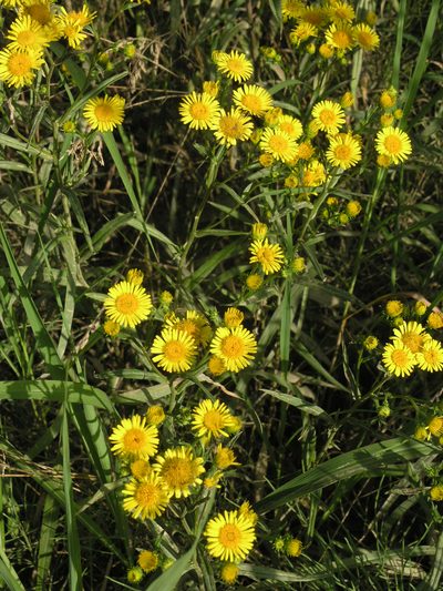 Inula linariifolia, photographed by Oleg Kosterin