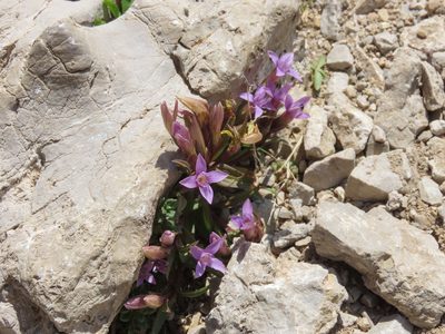 Gentianella columnae, photographed by Emanuele Santarelli
