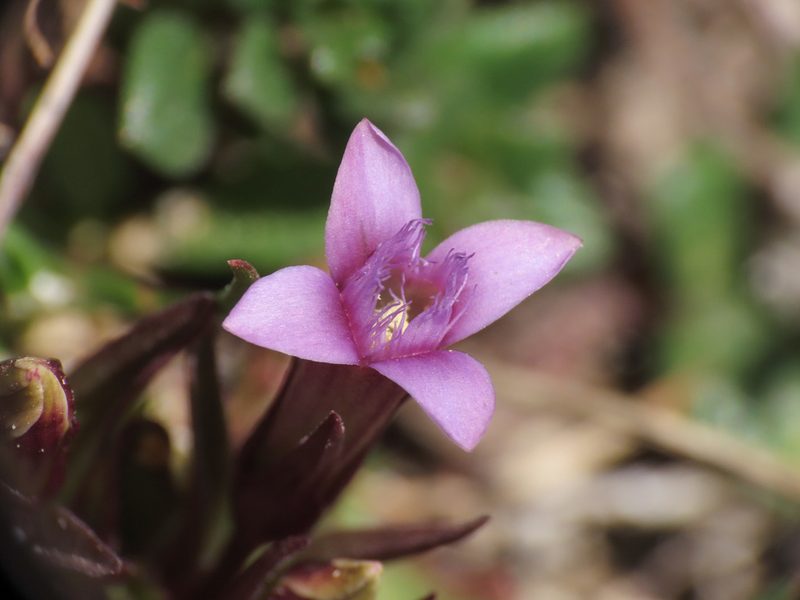 Gentianella columnae, photographed by Emanuele Santarelli