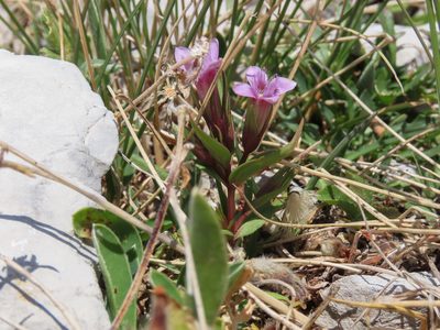 Gentianella columnae, photographed by Emanuele Santarelli