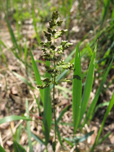 Anthoxanthum repens, photographed by Oleksii Vasyliuk