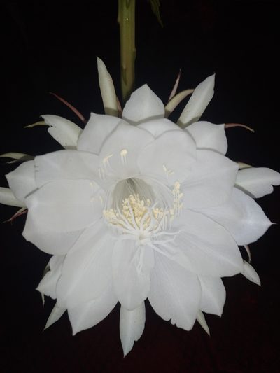 Epiphyllum oxypetalum, photographed by Nathasha K V
